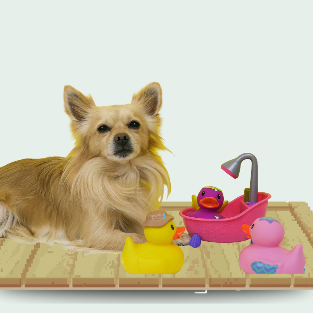 Toys & Interactive Play