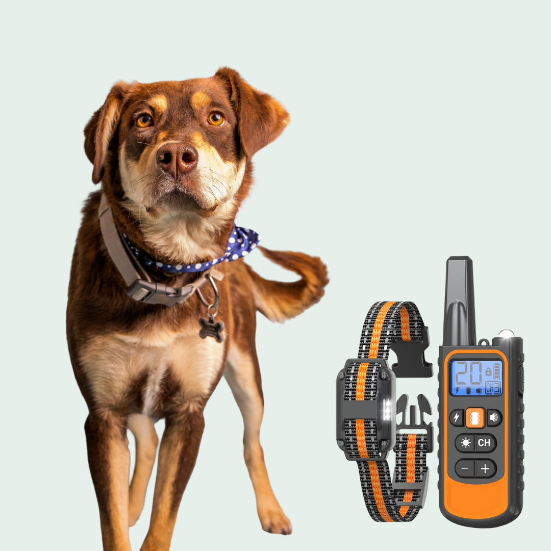 Pet Accessories & Outdoor Gear