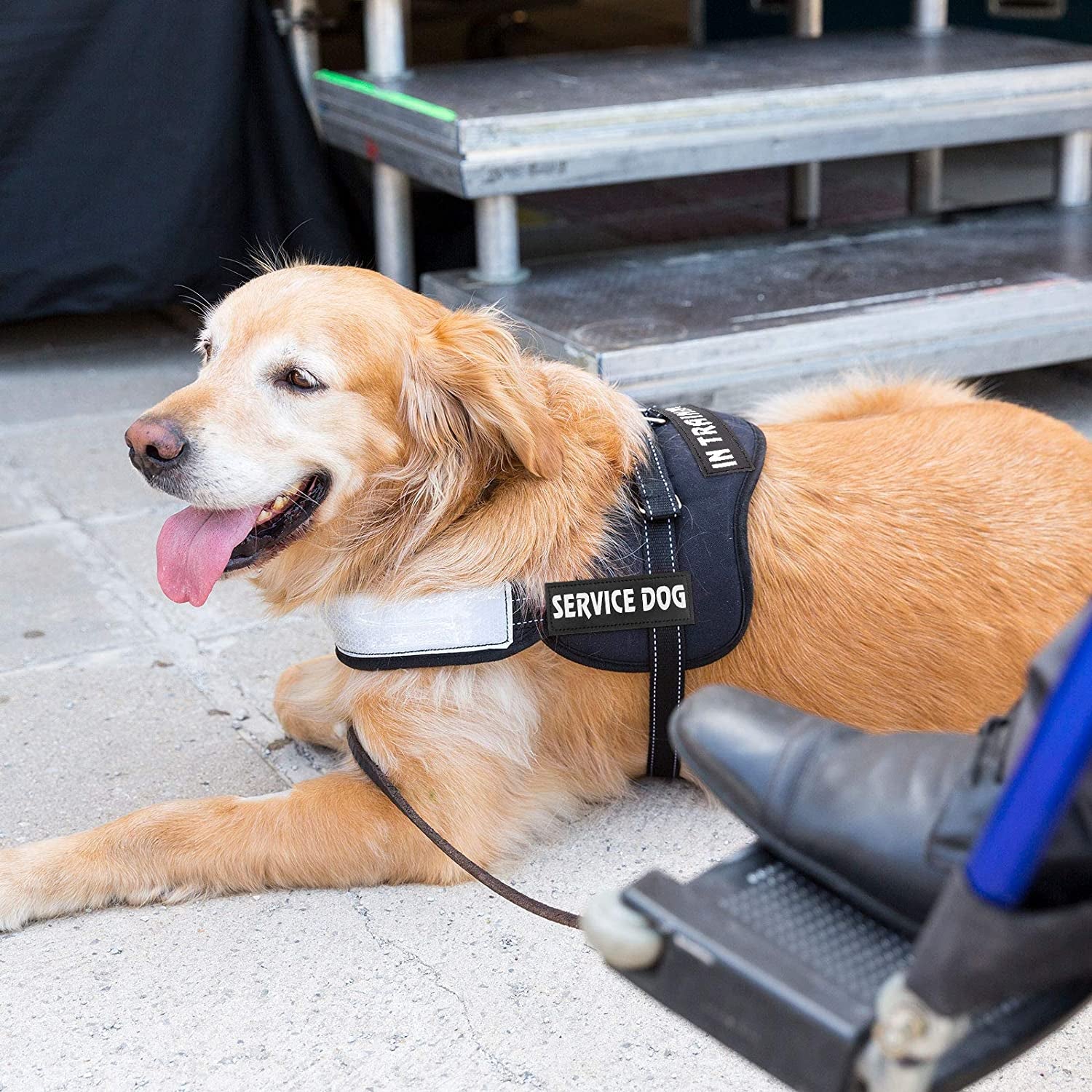 8 Pieces Reflective Service Dog Vest Patches Do Not Pet in Training Harness Removable Tactical Dog Vest Patches with Printed Paw(Classic Patterns,4.3 X 1.6 Inch)